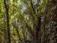 Ogród Botaniczny Lowveld Garden, las deszczowy